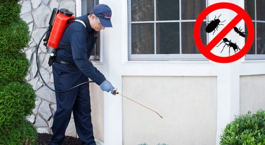 Söğüt Uçan Haşere İlaçlama böcek ilaçlama ve haşere kontrolü — ilaclama-tr.com